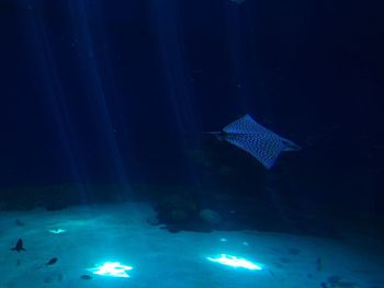 Jellyfish in blue sea