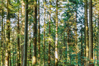 Pine trees in forest