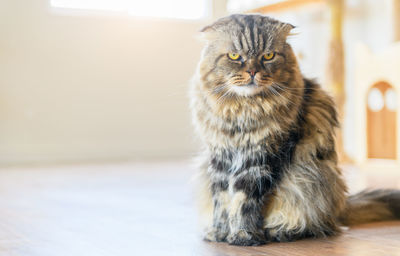 Cute brown scottish fold cat long hair species sit on the floor