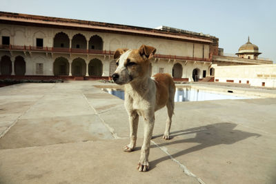 Stray dog on terrace of historic building against clear sky