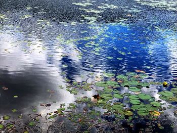 High angle view of leaves floating on lake