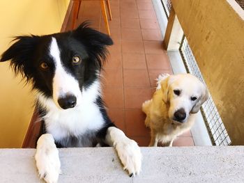 High angle portrait of dog sitting