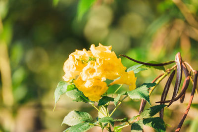 Close-up of yellow flowering plant