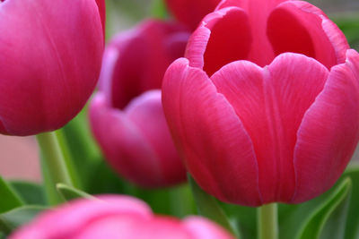 Close-up of pink flowers