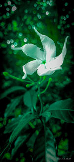 Close-up of white flowering plant