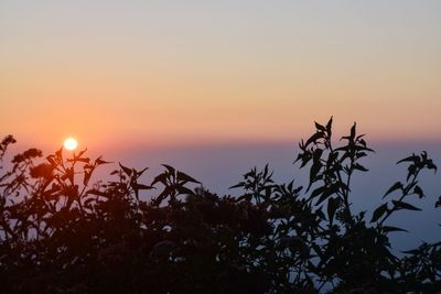 Silhouette plants against sky during sunset