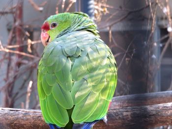 Amazon parrot