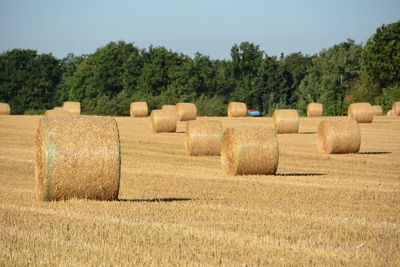 Hay bales on agricultural field