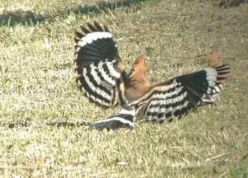 Animal grazing on grassy field