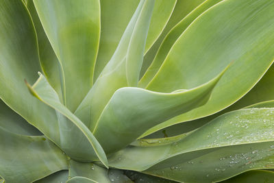 Full frame shot of succulent plant