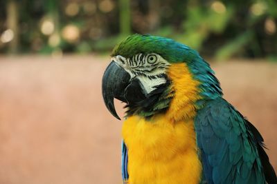 Close-up of a parrot