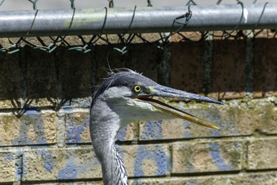 Close-up of a bird against wall