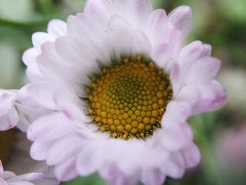 Close-up of flower blooming outdoors