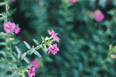 Close-up of pink flowering plant