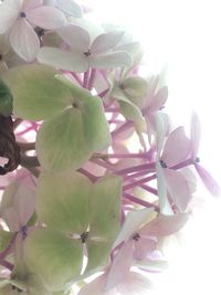 Close-up of flowers