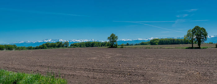 Scenic view of agricultural field against blue sky