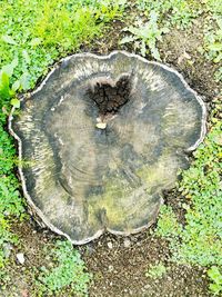 High angle view of tree stump in forest