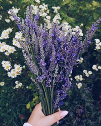 High angle view of woman holding purple flowering plant