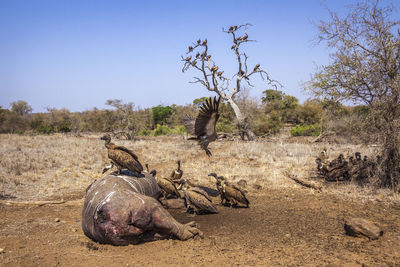 View of dead plants on field against sky