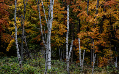 Low angle view of trees in forest