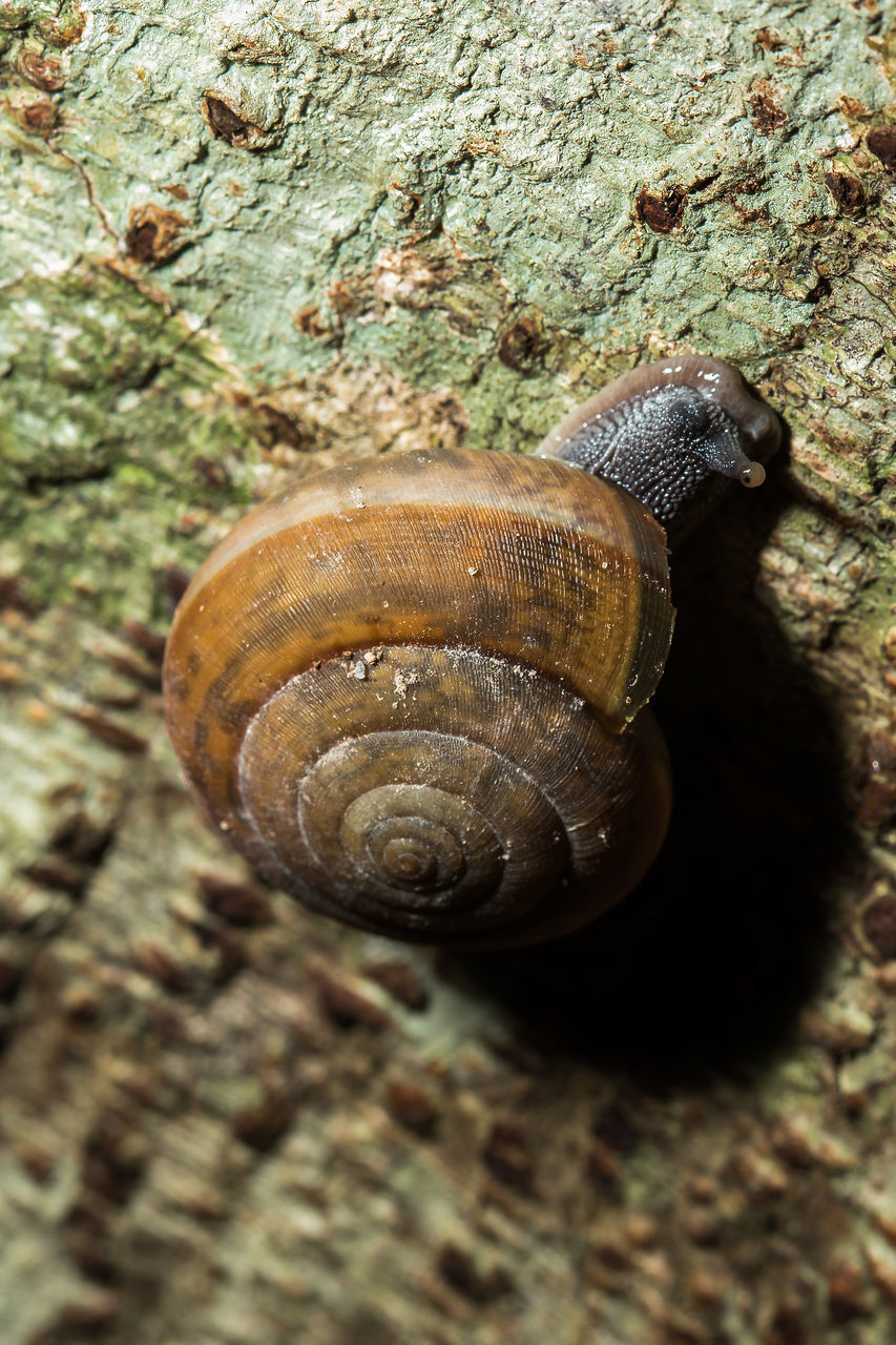 CLOSE-UP OF SNAIL ON THE GROUND