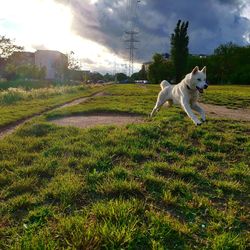 Dog running in field