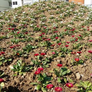 Close-up of flowers growing outdoors