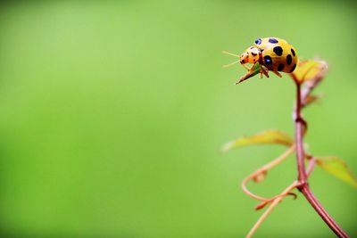 Close-up of ladybug on plant