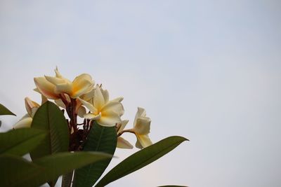 Low angle view of flowering plant against clear sky