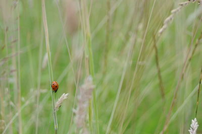 Close-up of ladybug on grass