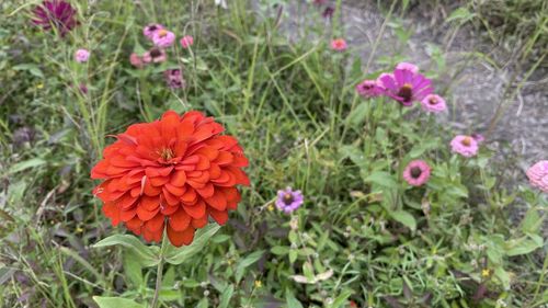 High angle view of red flowering plants on field