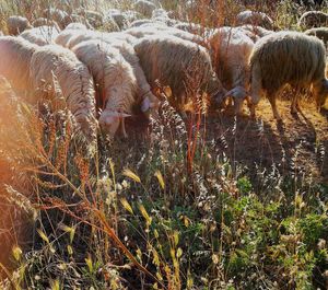 Sheep grazing on field