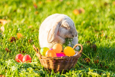 View of eggs in basket on field