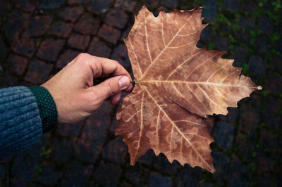 Close-up of hand holding leaves