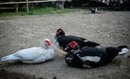 Muscovy ducks on dirt at ranch