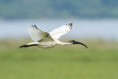 Bird flying