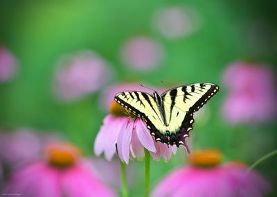 Close-up of butterfly pollinating on pink flower