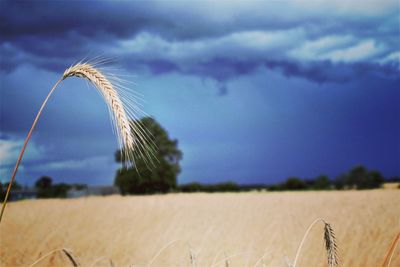 Close-up of wheat growing on field against sky