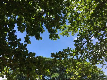 Low angle view of trees against sky