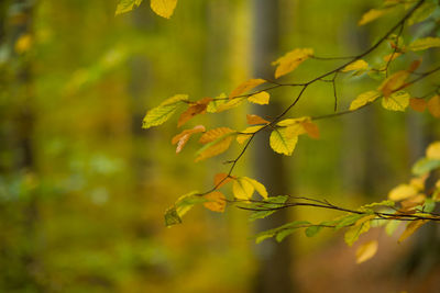 Close-up of autumnal leaves against blurred background