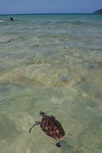 View of crab on beach