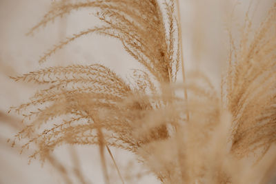 Natural background with pampas grass. dried soft plants, cortaderia selloana. dry grass, boho style.