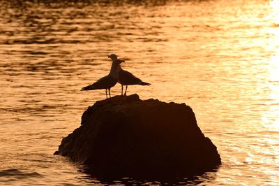 Silhouette bird perching on rock in sea