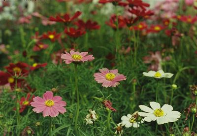 Close-up of pink flowering plants on field