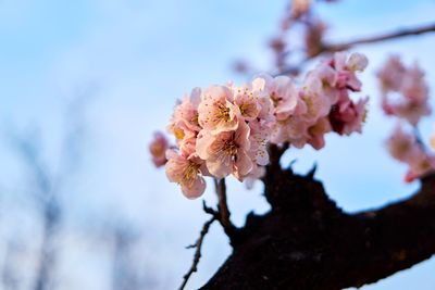 Low angle view of cherry blossoms in spring