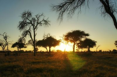 Silhouette trees on field against sky at sunset