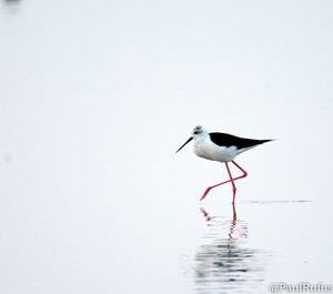 Bird on lake against clear sky