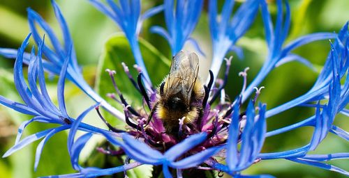 Close-up of bee on flower