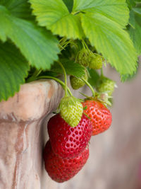 Close-up of strawberries growing outdoors