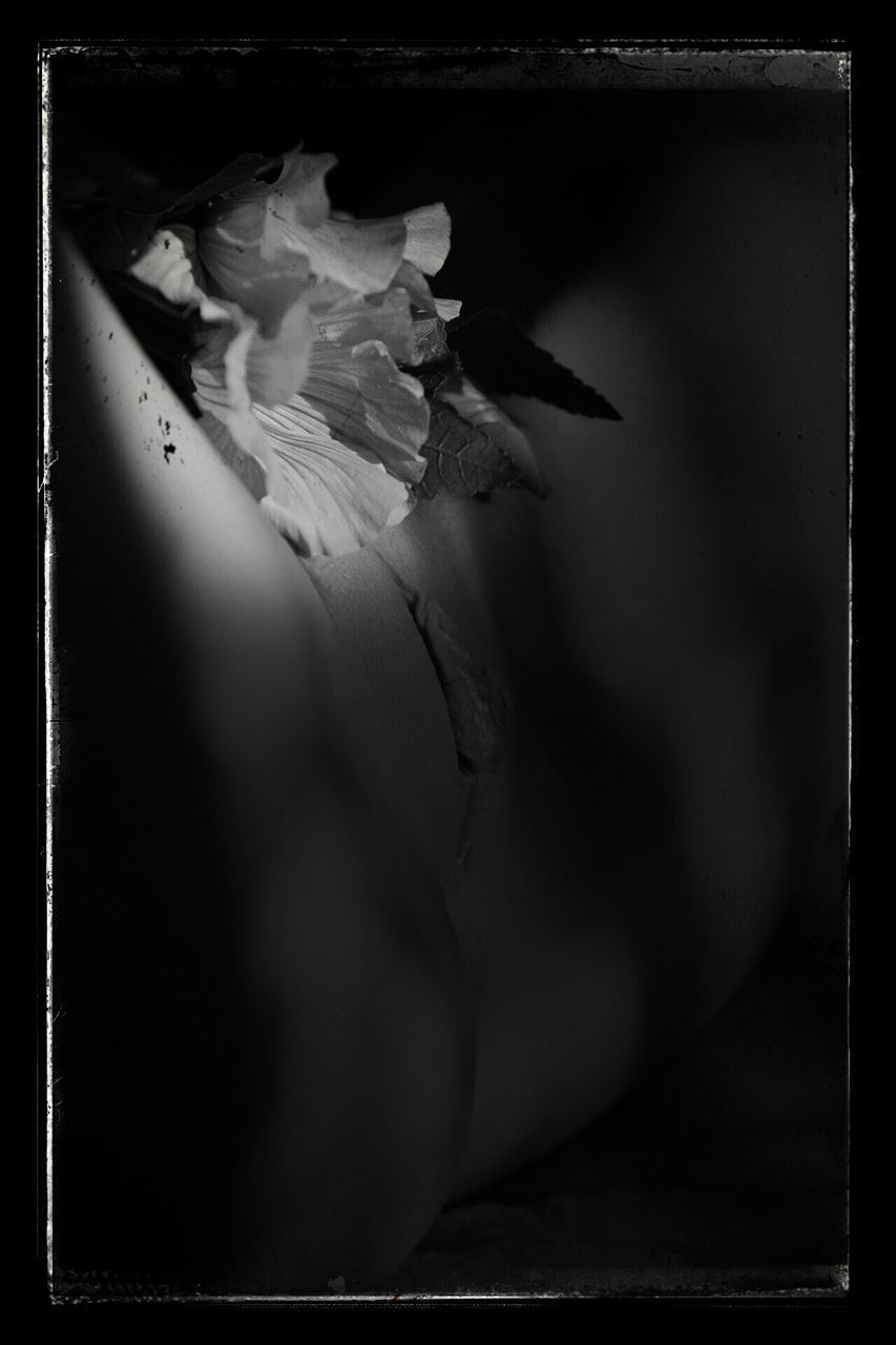 transfer print, auto post production filter, close-up, flower, petal, indoors, fragility, freshness, nature, no people, flower head, high angle view, beauty in nature, single flower, day, rose - flower, selective focus, white color, vignette